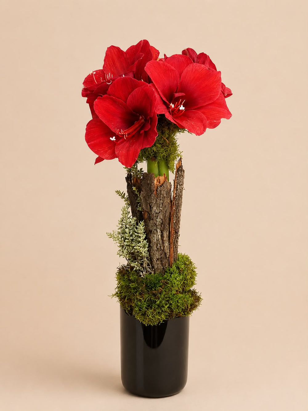 Koyu Yeşil Vazoda Amaryllis Aranjmanı