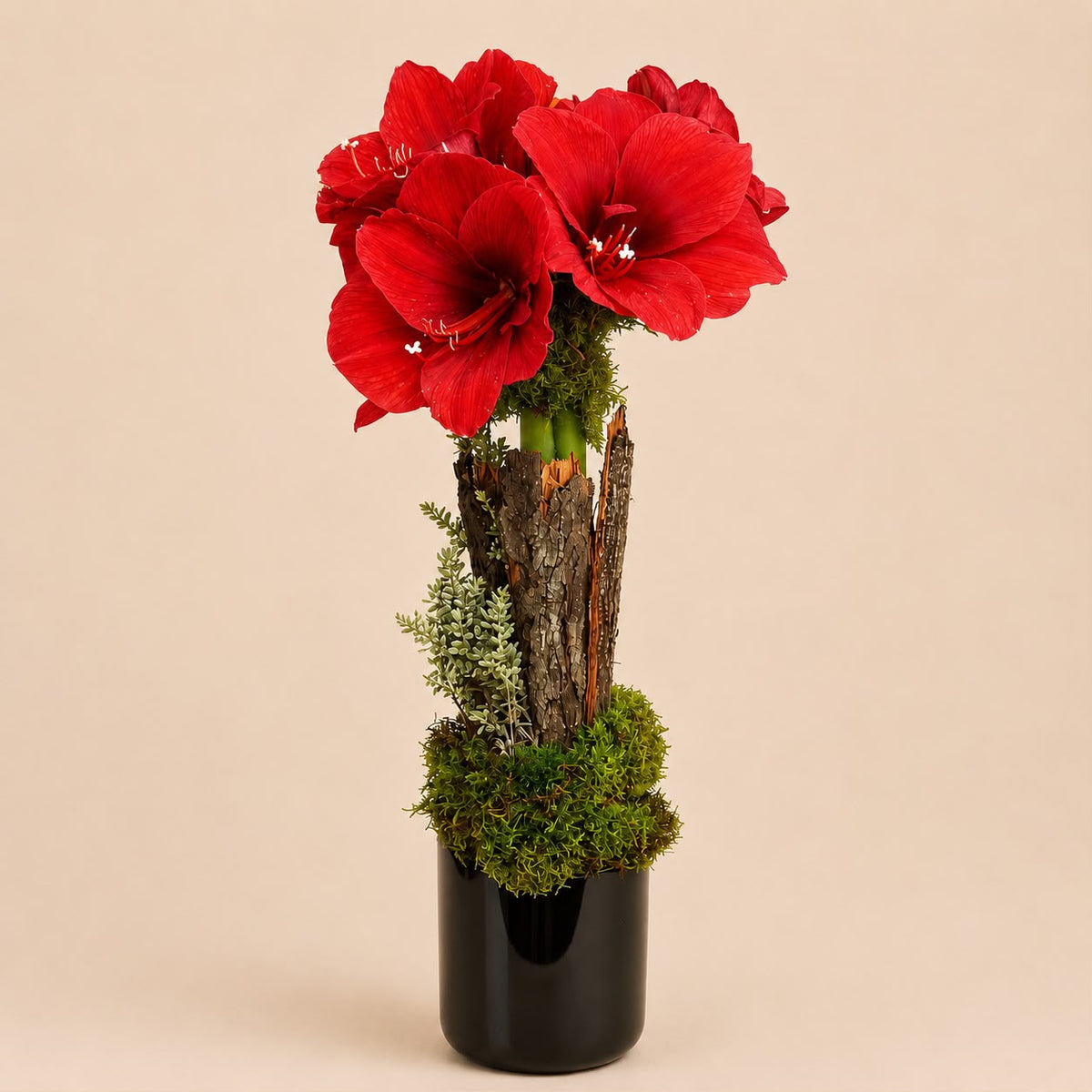 Siyah Vazoda Amaryllis Aranjmanı