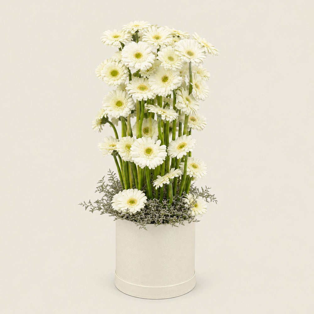 Krem Kutuda Beyaz Gerbera Aranjmanı