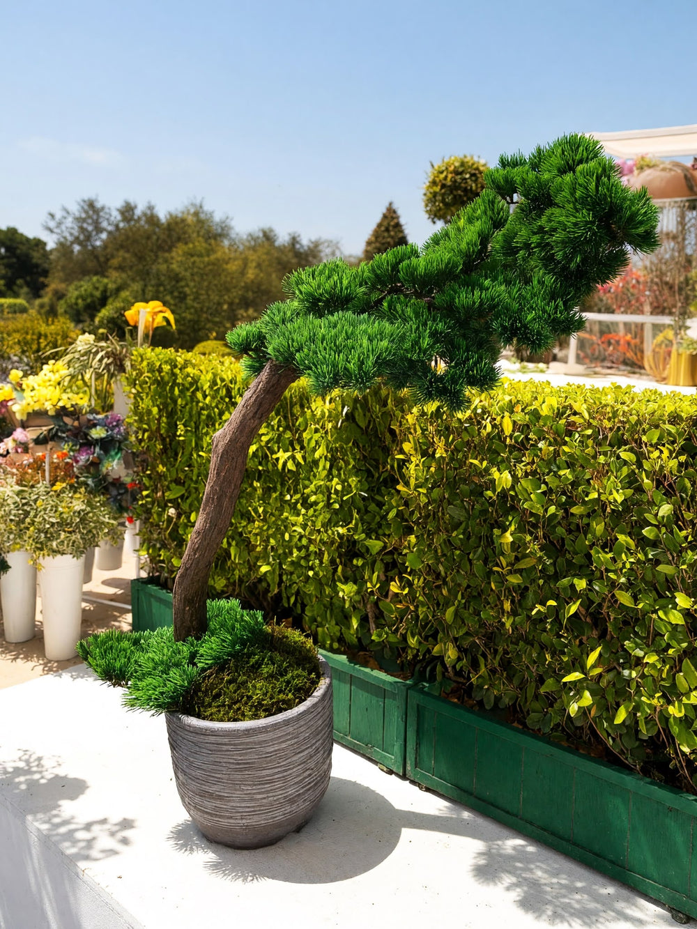 Saksıda Yapay Pinus Çam Bonsai